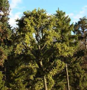 Modellbäume ca. 10 cm hoch